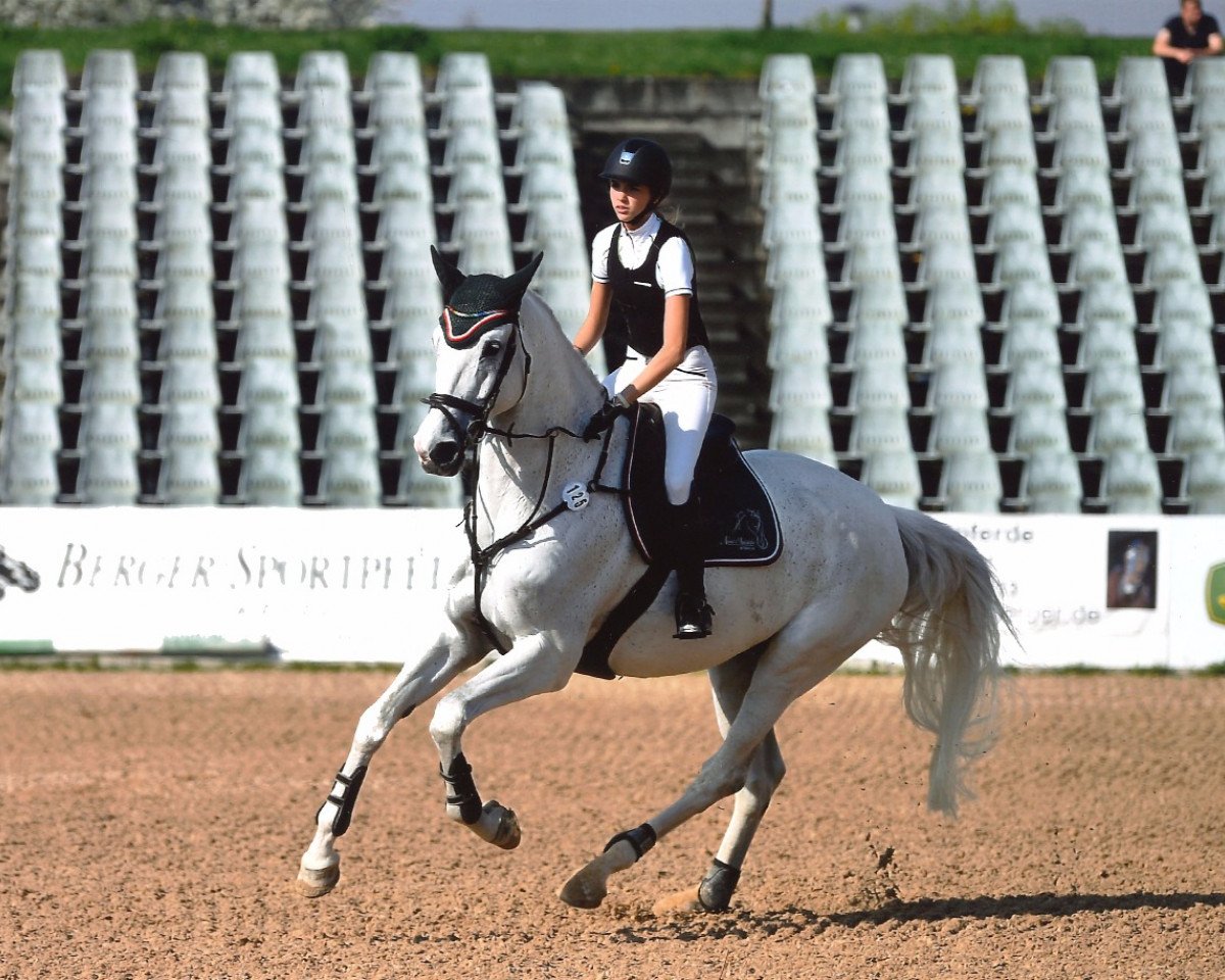 jumper Chipolino 7 (Oldenburg show jumper, 2007, from Catoki)