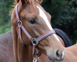 Springpferd Cupcake (Westfale, 2015, von Conthargos)