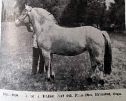 horse Unni N.3290 (Fjord Horse, 1931, from Håkon Jarl N.645)