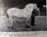 broodmare Andora N.4224 (Fjord Horse, 1935, from Foldølen N.844)