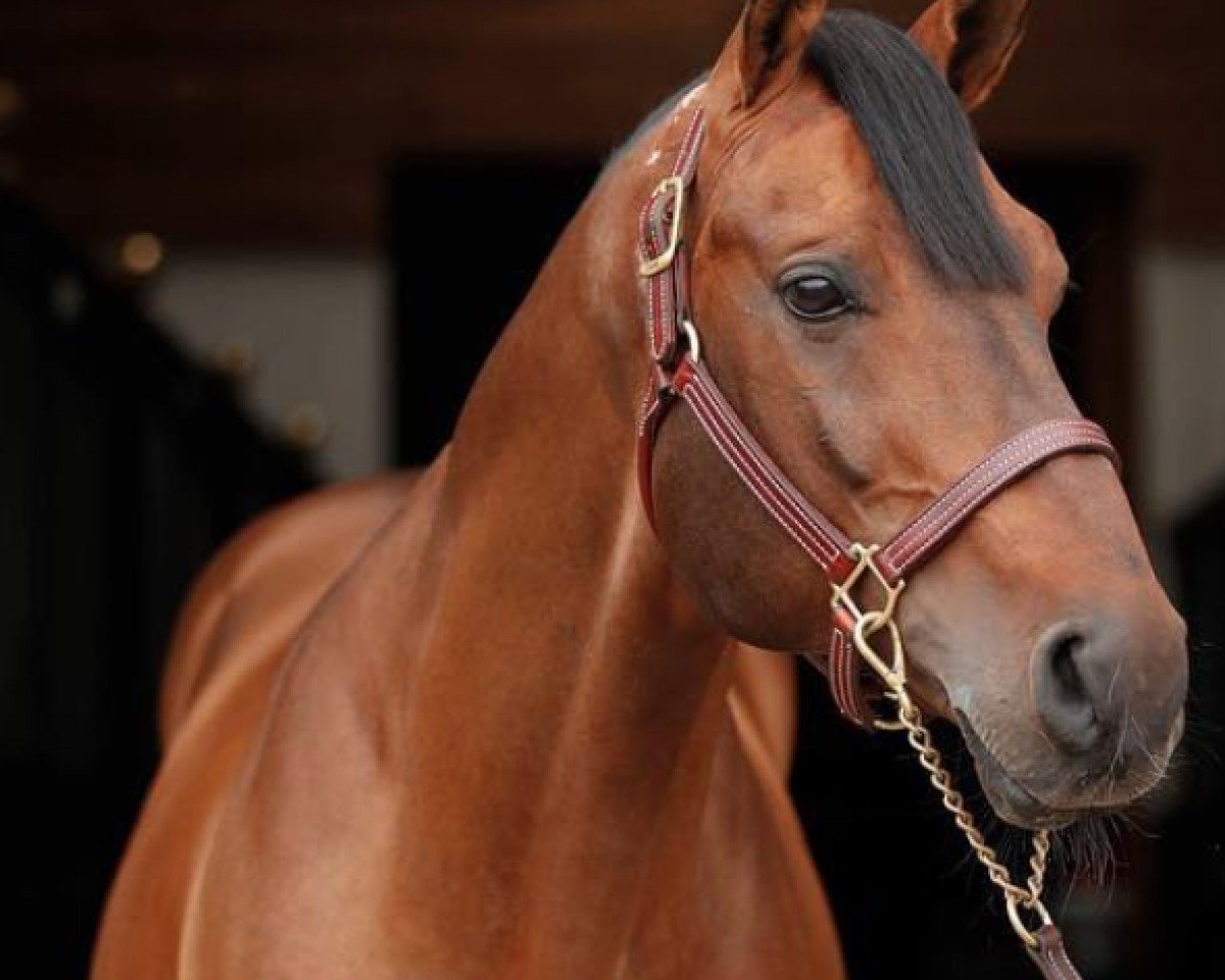 stallion Armitages Boy (Oldenburg, 2002, from Armitage)