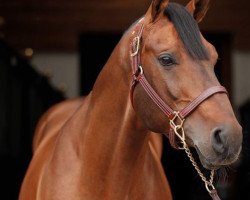 stallion Armitages Boy (Oldenburg, 2002, from Armitage)