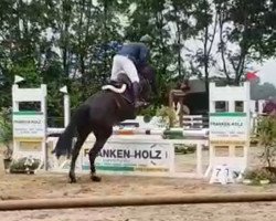 dressage horse Diana (Rheinländer, 2013, from Donquestador)