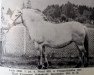 Zuchtstute Leda N.5568 (Fjordpferd, 1938, von Porat N.923)