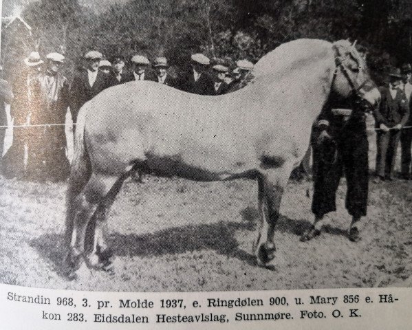 horse Strandin N.968 (Fjord Horse, 1933, from Ringdølen N.900)