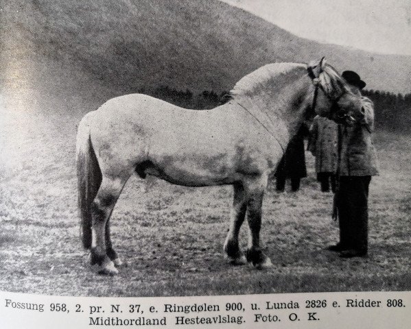 horse Fossung N.958 (Fjord Horse, 1933, from Ringdølen N.900)