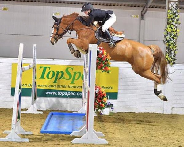 Springpferd Lss Barbados (Irish Sport Horse, 2011, von Baloubet du Rouet)