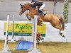 jumper Lss Barbados (Irish Sport Horse, 2011, from Baloubet du Rouet)