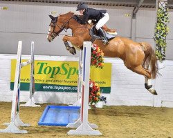 jumper Lss Barbados (Irish Sport Horse, 2011, from Baloubet du Rouet)