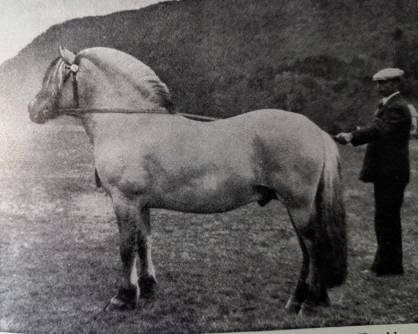 Deckhengst Porat N.923 (Fjordpferd, 1931, von Frimann N.736)
