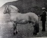 stallion Porat N.923 (Fjord Horse, 1931, from Frimann N.736)