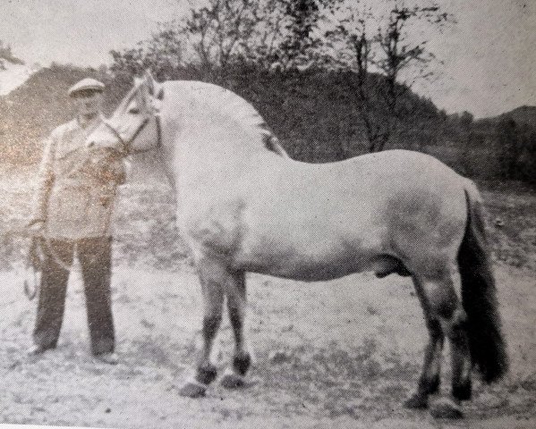 stallion Geir N.1005 (Fjord Horse, 1935, from Porat N.923)