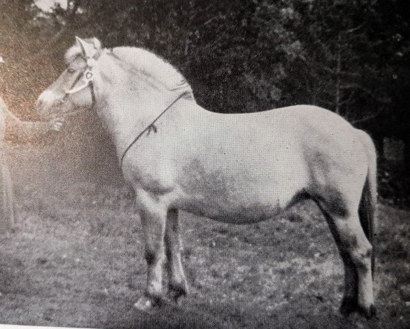 Zuchtstute Magnhild N.2249 (Fjordpferd, 1924, von Kong Gjermund N.790)