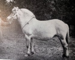 broodmare Magnhild N.2249 (Fjord Horse, 1924, from Kong Gjermund N.790)