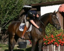 dressage horse Foreman P (Hanoverian, 2009, from Fürst Romancier)