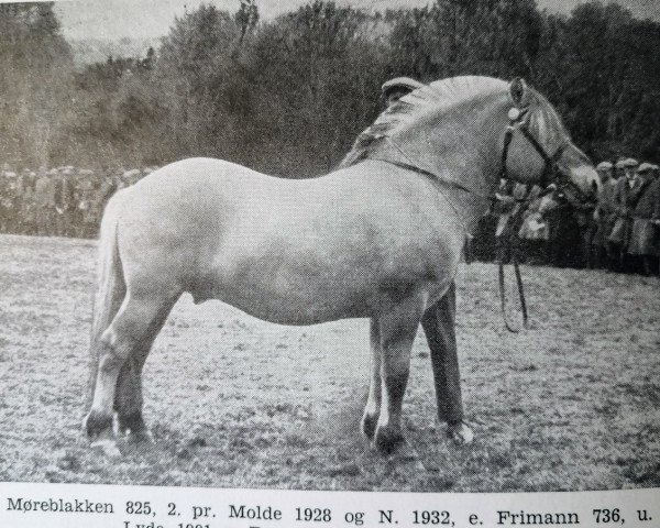 stallion Møreblakken N.825 (Fjord Horse, 1924, from Frimann N.736)
