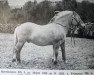 Deckhengst Møreblakken N.825 (Fjordpferd, 1924, von Frimann N.736)