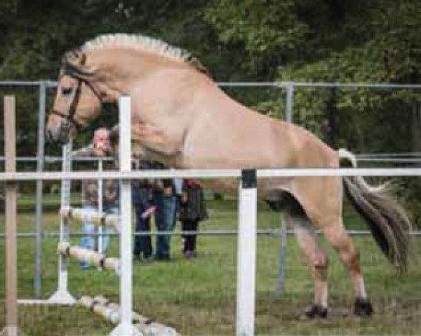 horse Rudolf (Fjord Horse,  , from Dingo (NLD))