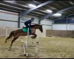 dressage horse Tobolino (German Riding Pony, 2012, from Timberland)