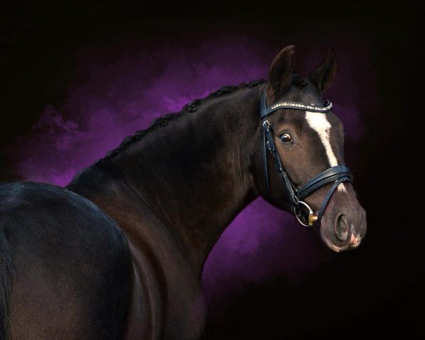 dressage horse Voodoo Highlight (German Riding Pony, 2012, from Valido's Highlight)
