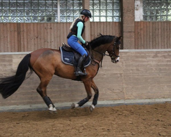 Springpferd AMD Allround Extra (Deutsches Reitpony, 2009, von Auenhof's Allstar)