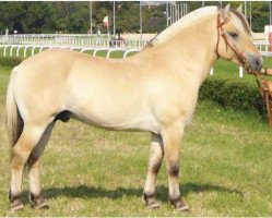 stallion Márió (Fjord Horse,  , from Grönland Matador)