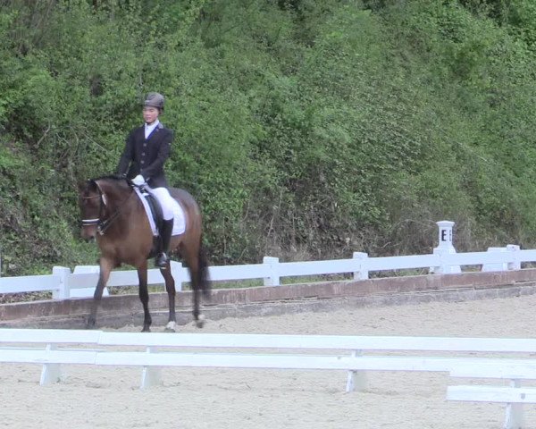 Reitturnier Mettmann - Reitanlage Löckenhoff 2017