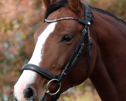 dressage horse Dream of Beauty (German Sport Horse, 2013, from Dream Rubin)