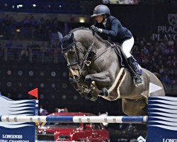 Springpferd Silverstone G (Schwedisches Warmblut, 2008, von Diamant de Semilly)