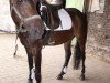 dressage horse Molenaar's Maybell (New Forest Pony, 2003, from Molenaar's Golden King)