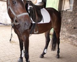 dressage horse Molenaar's Maybell (New Forest Pony, 2003, from Molenaar's Golden King)