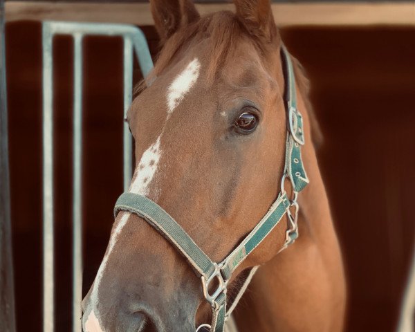 horse Aloubet (KWPN (Royal Dutch Sporthorse), 2005, from Baloubet du Rouet)