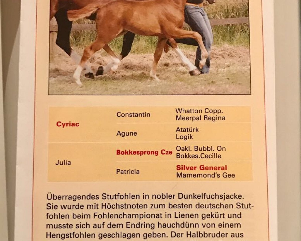 Zuchtstute Coco Chanel S (Deutsches Reitpony, 2007, von Cyriac WE)