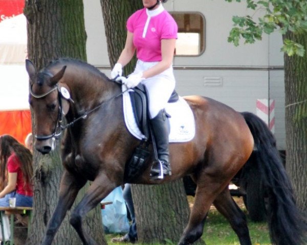 broodmare Levinia (German Sport Horse, 2007, from Regent)