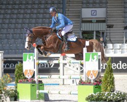 jumper Nijinsky de Kalvarie (Belgian Warmblood, 2013, from Elvis Ter Putte)