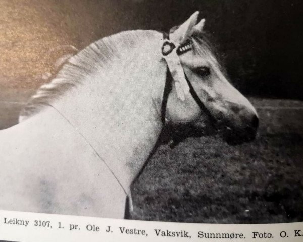 Pferd Leikny N.3107 (Fjordpferd, 1931, von Sveinung N.854)