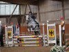 jumper Caillou 30 (German Sport Horse, 2007, from Caitano)