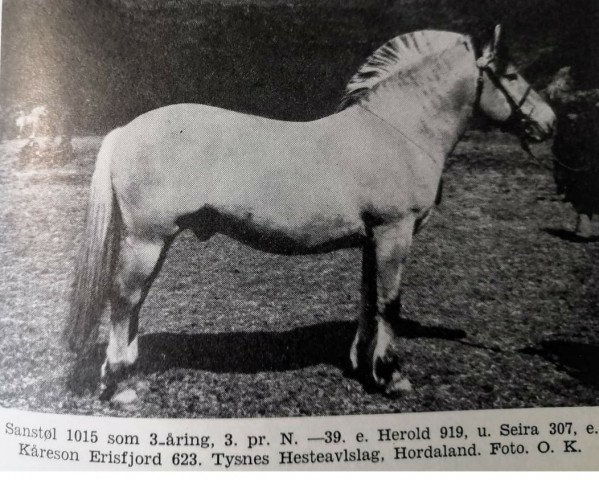 stallion Sandstøl N.1015 (Fjord Horse, 1935, from Herold N.918)