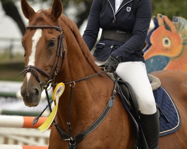 Springpferd H C.s.r. Mende's Balou (Belgisches Warmblut, 2007, von Baloubet du Rouet)