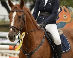 jumper H C.s.r. Mende's Balou (Belgian Warmblood, 2007, from Baloubet du Rouet)