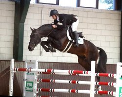 stallion Jardonnay VDL (KWPN (Royal Dutch Sporthorse), 2014, from Kannan)