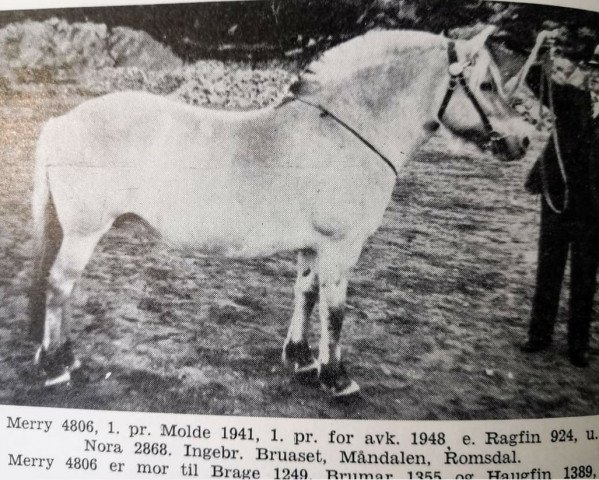 broodmare Merry N.4806 (Fjord Horse, 1936, from Raggfinn N.924)