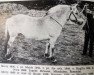 broodmare Merry N.4806 (Fjord Horse, 1936, from Raggfinn N.924)