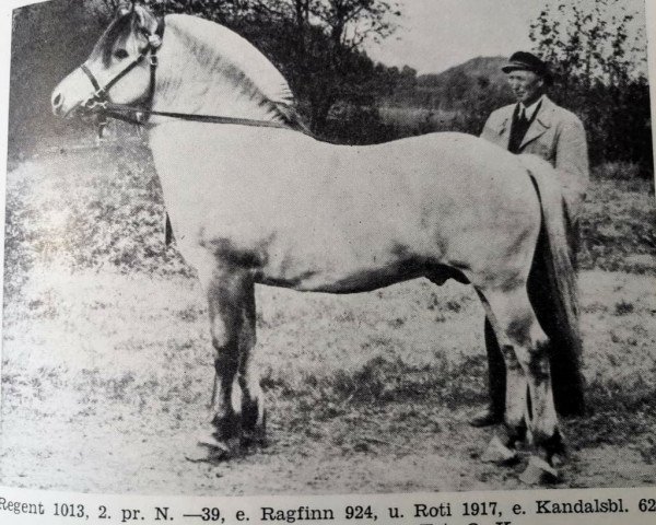 stallion Regent N.1013 (Fjord Horse, 1935, from Raggfinn N.924)