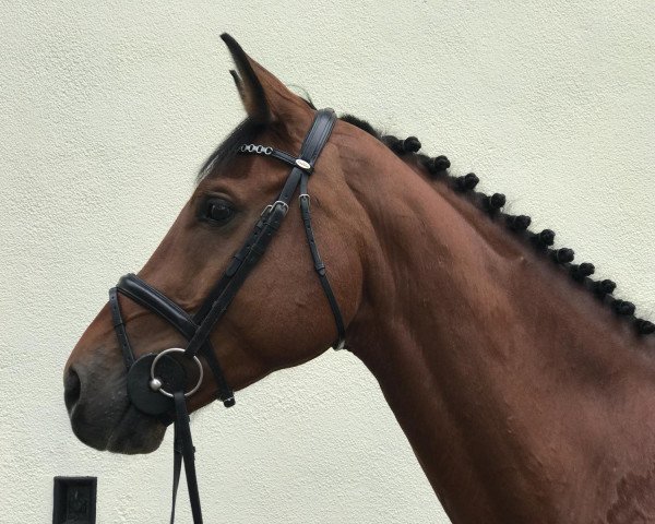 jumper Le Champ 15 (German Sport Horse, 2011, from Lewinski)