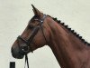 jumper Le Champ 15 (German Sport Horse, 2011, from Lewinski)