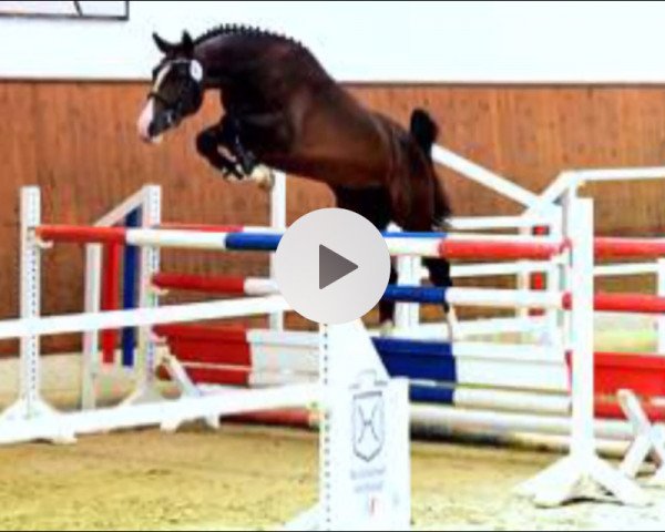 stallion Charisto (Holsteiner, 2016, from Casall Ask)