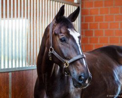 jumper Stanley W (Hanoverian, 2010, from Stolzenberg)