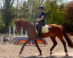 dressage horse Clio (Belgian Warmblood, 2002, from Gribaldi)