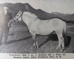 Pferd Firdadotter N.2849 (Fjordpferd, 1929, von Bergfast N.635)